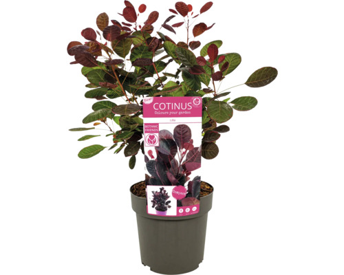 Cotinus im Topf mit Pflanzetikett