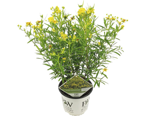 Plante d''hypericum en fleurs dans un pot
