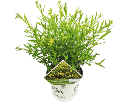Plante d''Hypericum en pot