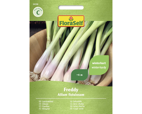 Ciboule Freddy FloraSelf semences non-hybrides graines de légumes