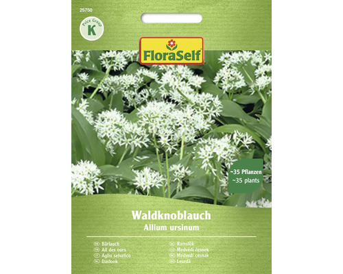 Ail des ours Waldknoblauch FloraSelf semences non-hybrides graines de légumes FloraSelf graines d''ail des ours pour environ 35 plantes