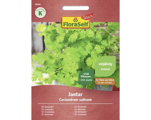 Coriandre Jantar FloraSelf Select semences non-hybrides graines de fines herbes