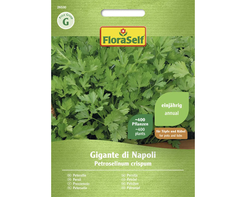 Persil bio Gigante di Napoli FloraSelf semences non-hybrides graines de fines herbes