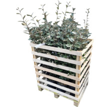 Ölweide Pflanzen in einer Holzkiste auf einer Palette