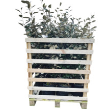 Palette mit Ölweiden Pflanzen im Topf