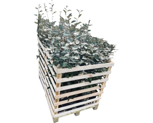 Olivenweide Pflanzen im Holzcontainer