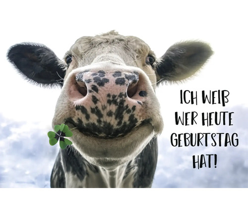 Postkarte Ich weiß wer heute Geburtstag hat! Kuh mit Kleeblatt 14,8x10,5 cm Geburtstagskarte mit Kuh und vierblättrigem Kleeblatt