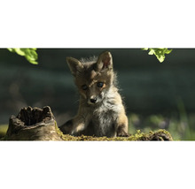 Postkarte GEO XXL Fuchs 23x11 cm