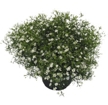Gypsophile en pot