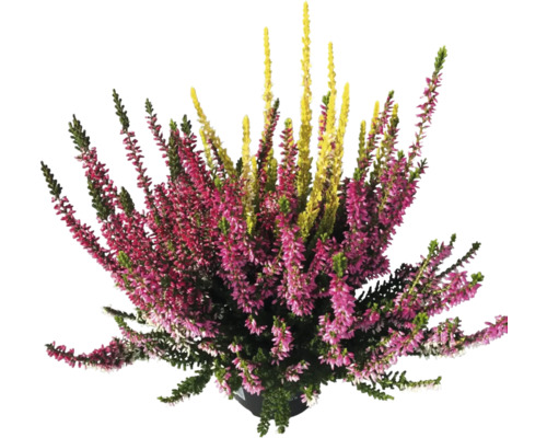 Trio de callunes Calluna vulgaris 'Beauty Ladies' pot Ø 11 cm assortiment aléatoire de variétés, trois couleurs