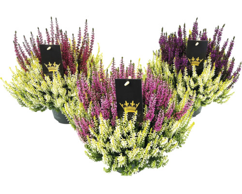 Knospenheide FloraSelf Calluna vulgaris 'Beauty Ladies Colour Crown' Ø 13 cm Topf Drei Heidekrautpflanzen im Topf mit Etikett