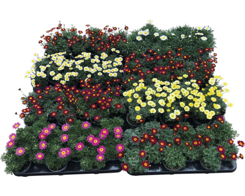 Marguerite FloraSelf Ø 10.5 cm mix couleurs