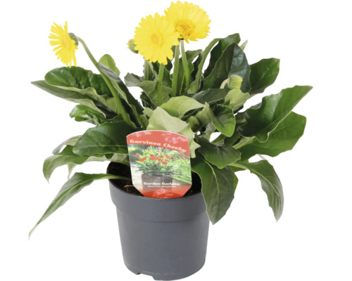 Gerbera Garvinea® Cheeky FloraSelf pot Ø 12 cm, gerbéra de jardin aux adorables petites fleurs