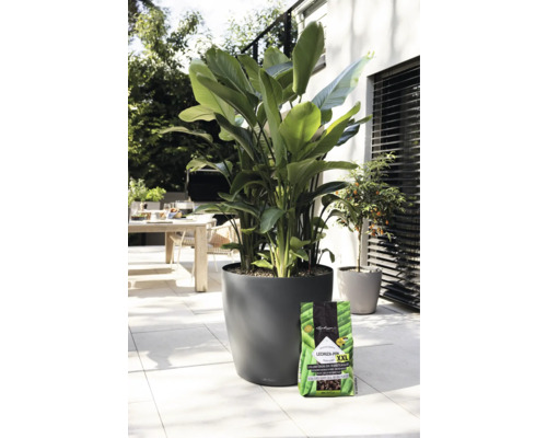 Scène d''extérieur avec plante à grandes feuilles dans un pot rond et un paquet de terreau