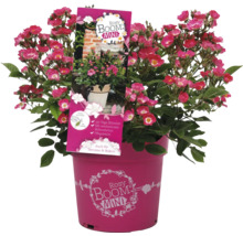 Rosier Rosy Boom Mini en pot pour terrasse et balcon