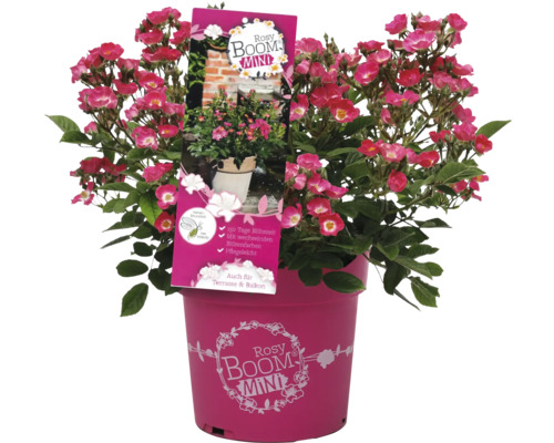 Rosier Rosy Boom Mini en pot pour terrasse et balcon