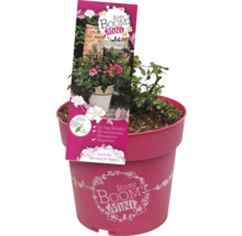 Plante Rosy Boom Mini en pot