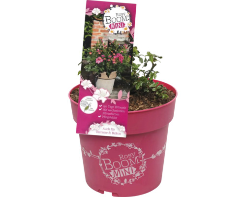 Plante Rosy Boom Mini en pot