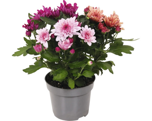 Chrysanthème FloraSelf Chrysanthemum indicum Sweet Melange pot Ø 12 cm, sélection aléatoire de variétés Chrysanthème FloraSelf Chrysanthemum indicum Sweet Melange pot Ø 12 cm, sélection aléatoire de variétés