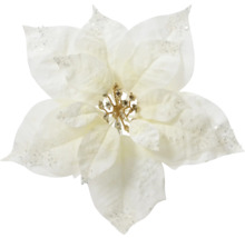 Dekorative weisse Weihnachtssternblüte