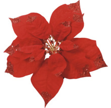 Dekorative rote Weihnachtssternblume