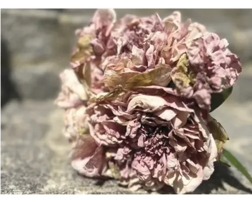 Fleur artificielle Peony Hydrangea 25 cm vieux rose 3 pcs