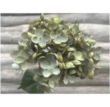 Gros plan sur une fleur d''hortensia