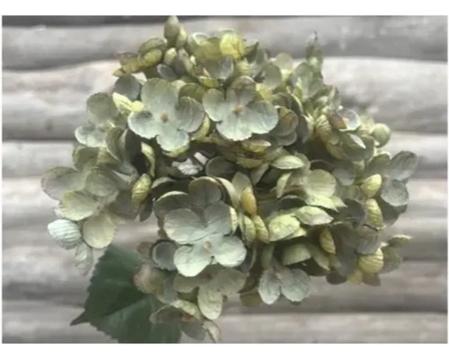 Gros plan sur une fleur d''hortensia
