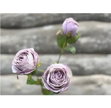 Gros plan de trois roses violettes avec tige et feuilles