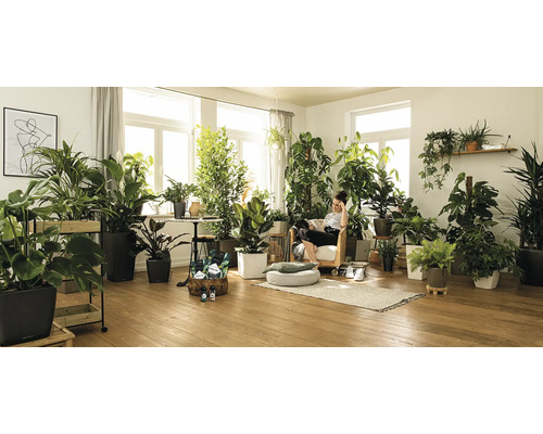 Pièce lumineuse avec de nombreuses plantes d''intérieur, dont diverses plantes vertes en pots, qui créent une atmosphère naturelle et relaxante.