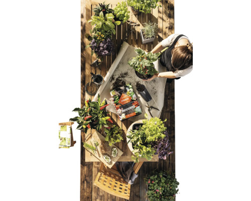 Vue de dessus d''une table en bois avec diverses herbes aromatiques et légumes en pots, du terreau et une personne rempotant une plante