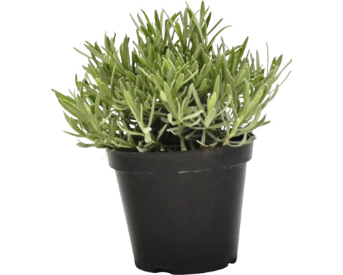 Lavendel im Topf