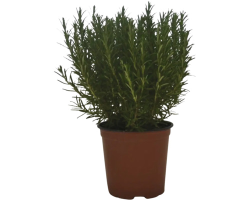 Plant de romarin dans un pot