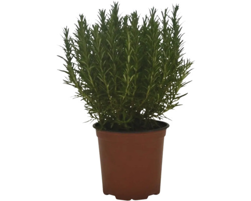 Romarin en pot