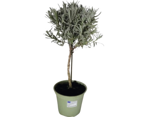 Plant de lavande FloraSelf® H 40-60 Ø 14 cm