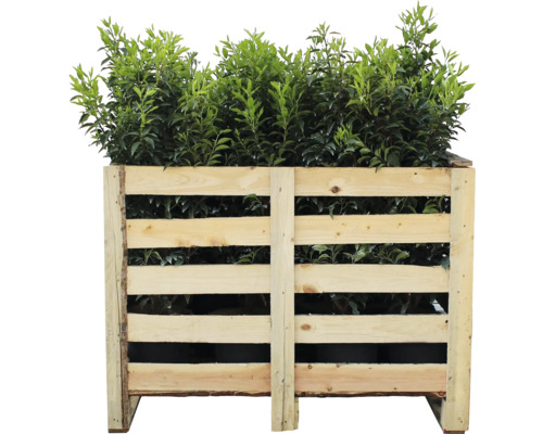 Plantes dans une jardinière en bois