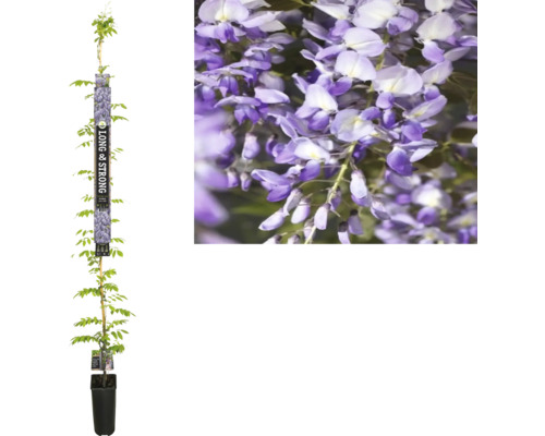 Glycine FloraSelf Wisteria sinensis 'Prolific' h env. 190 cm Co 5.25 l