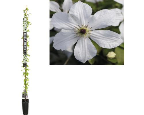Waldrebe FloraSelf Clematis 'Zofofri' FOREVER FRIENDS H 190 cm Co 5.25 L