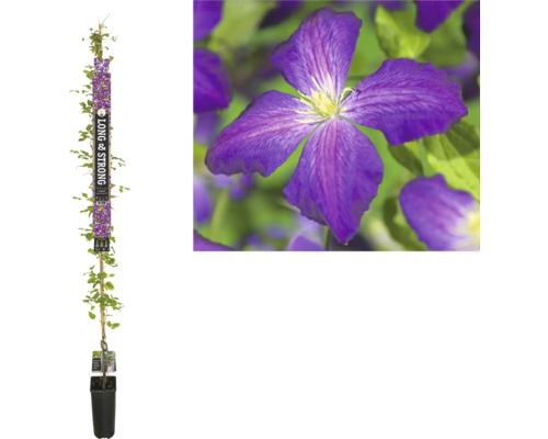 Clématite à grosses fleurs FloraSelf Clematis 'Zojapur' h 190 cm Co 5,25 l