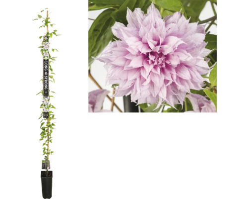 Waldrebe Floraself Clematis Multi Pink® H 190 cm Co 5,25 L, gefüllte Blüte Clematis Pflanze im Topf mit Kletterhilfe und rosa Blüte