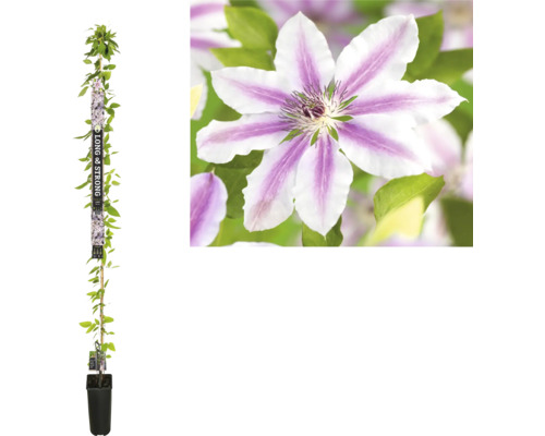 Clématite à grosses fleurs FloraSelf Clematis Hybride' Nelly Moser' h 190 cm Co 5.25 l Clématite à grosses fleurs FloraSelf Clematis Hybride' Nelly Moser' h 190 cm Co 5.25 l