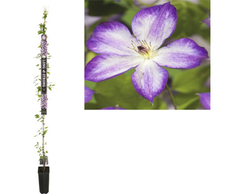 Clématite FloraSelf Clematis 'PERNILLE' h 190 cm Co 5.25 l, variété à floraison abondante