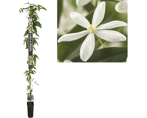 Clématite à feuillage persistant FloraSelf Clematis armandii h env. 190 cm C0 5.25 l