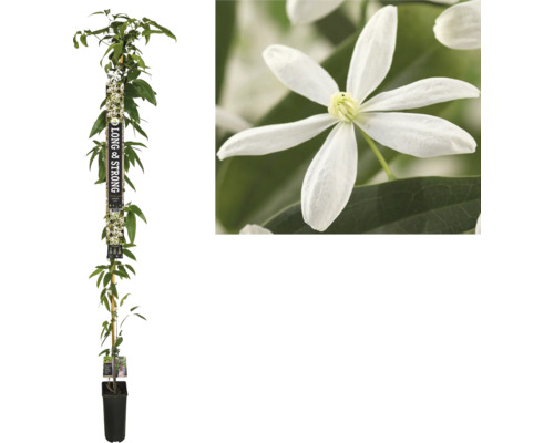 Clématite des bois FloraSelf CLEMATIS ARMANDII H 190 cm Co 5.25 L