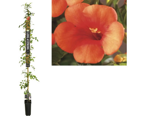 Bignone FloraSelf Campsis tagliabuana 'Madame Galen' h env. 190 cm Co 5.25 l