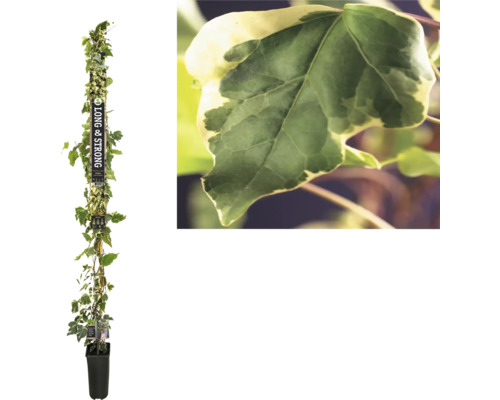 Lierre jaune multicolore FloraSelf Hedera 'Gloire de Marengo' h env. 190 cm Co 5.25 l