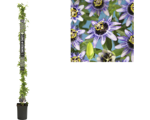 Passiflore FloraSelf Passiflora 'Damsel's Delight' h env. 190 cm Co 5.25 l