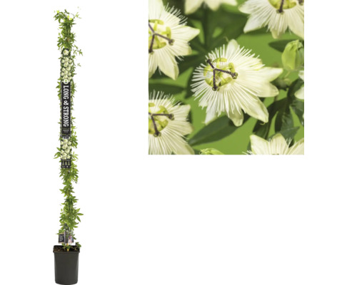 Passionsblume FloraSelf Passiflora 'Snow Queen' PBR H ca. 190 cm Co 5,25 L Passionsblume im Topf mit Rankhilfe und Nahaufnahme der Blüte
