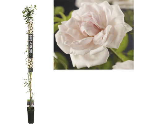 Rosier grimpant 'New Dawn' FloraSelf Rosa 'New Dawn' h env. 190 cm Co 5.25 l Rosier colonnaire en pot avec des fleurs blanches