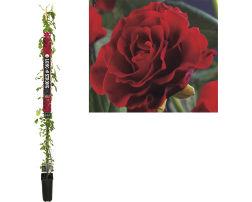 Rosier grimpant 'Paul's Scarlet Climber' FloraSelf h env. 190 cm Co 5.25 l Rosier grimpant en pot avec treillis